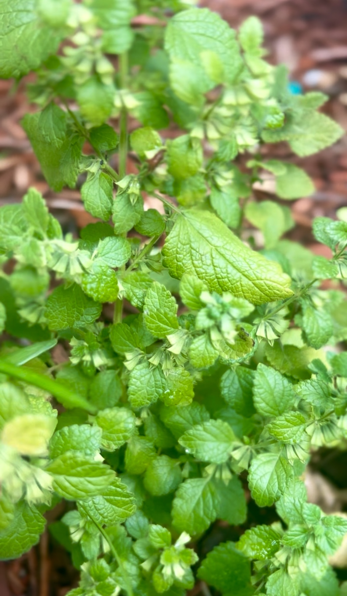 Unlocking the Benefits of Lemon Balm: A Complete Guide