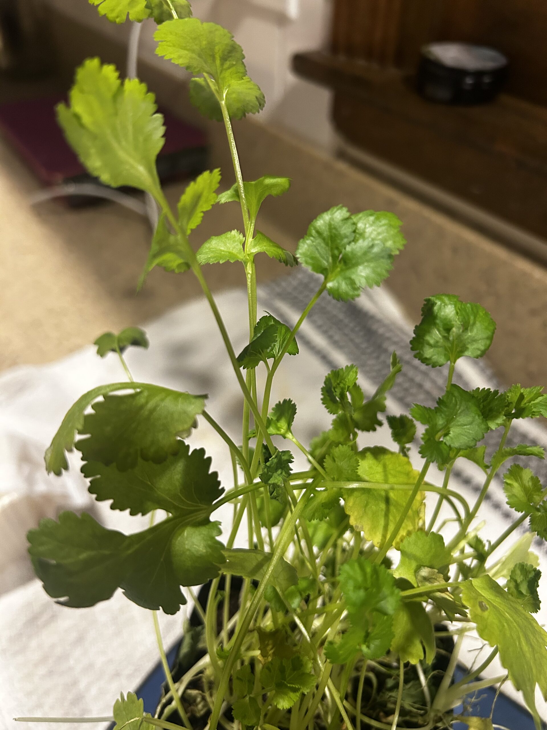 Cilantro: Growing, Benefits, and Tips