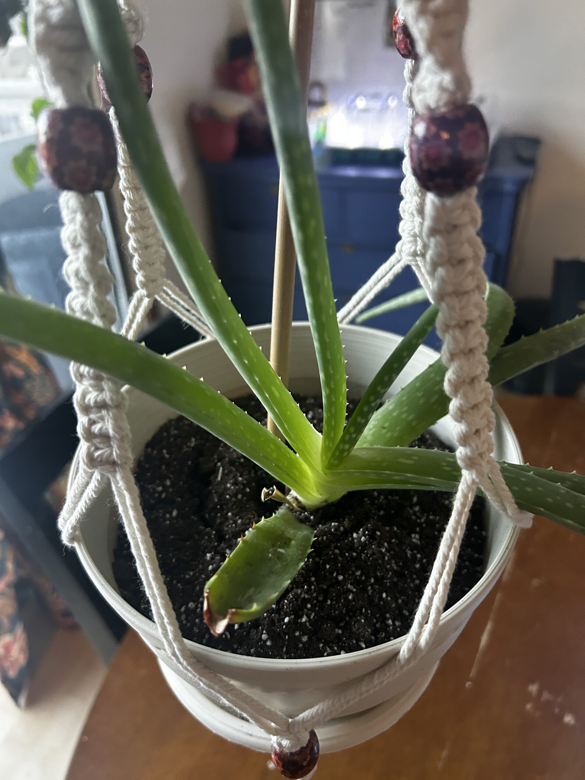 The Hidden Wonders of Aloe Vera: A Comprehensive Guide 